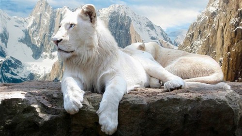 white_lion-Cute_animals_wallpaper_medium