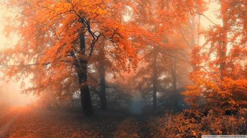 autumn_19-wallpaper-1920x1080.jpg