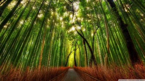 bamboo_forest-wallpaper-1920x1080.jpg