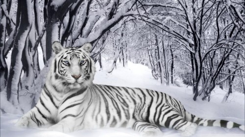 Bengal tiger wallpaper 1920x1080