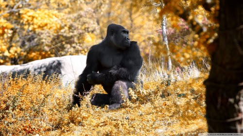 black_gorilla_autumn-wallpaper-1920x1080.jpg