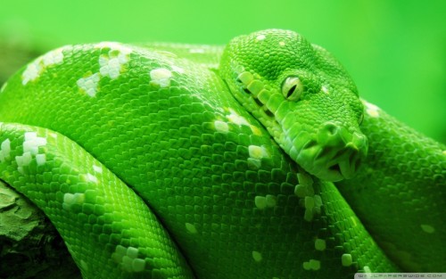 Boa tree snake wallpaper 1920x1200