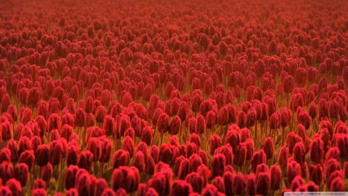 Field of scarlet tulips wallpaper 1920x1080