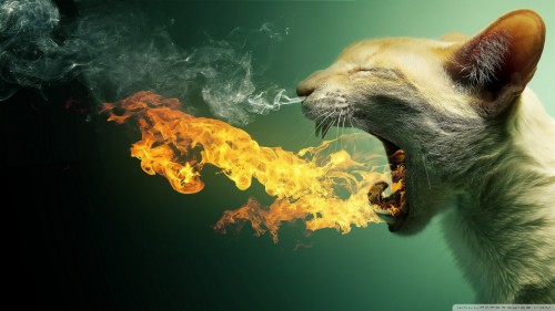 Flaming cat wallpaper 1920x1080