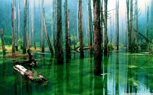 Flooded forest wallpaper 1920x1200