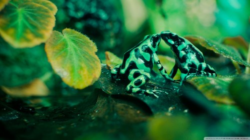 frog_kiss-wallpaper-1920x1080.jpg