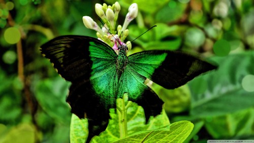 Green butterfly wallpaper 1920x1080