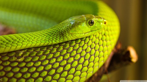 Green snake macro wallpaper 1920x1080