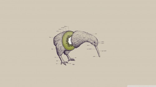 Kiwi bird wallpaper 1920x1080