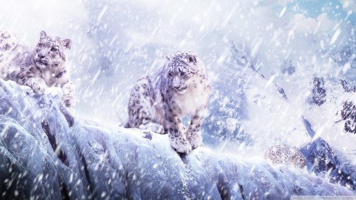 Leopards in the snow wallpaper 1920x1080
