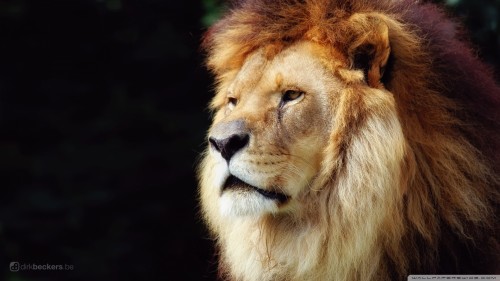 lion_3-wallpaper-1920x1080.jpg