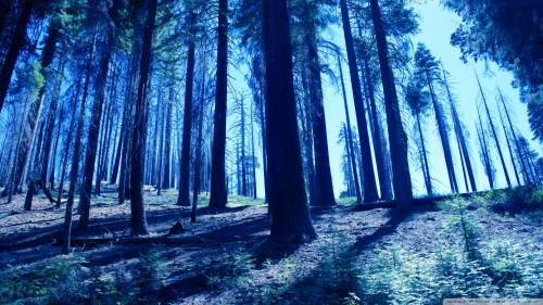 night_trees_blue-wallpaper-1920x1080.jpg