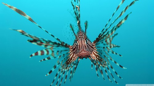 Red lionfish wallpaper 1920x1080