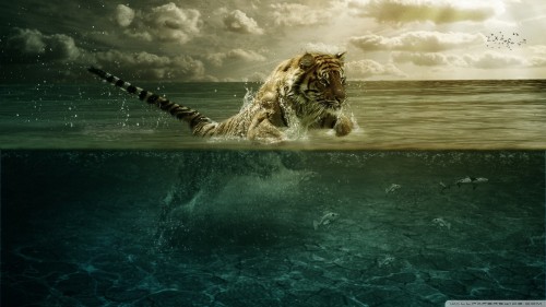 Tiger playing in water wallpaper 1920x1080