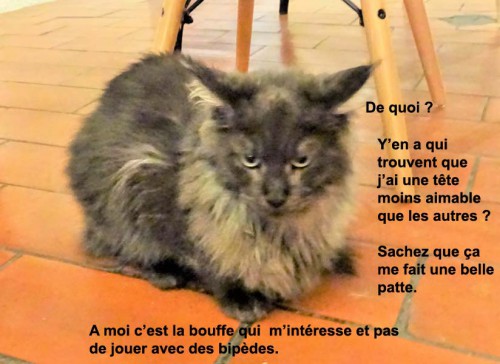 chat bulle