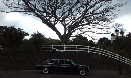 SPOOKY TREE IN COSTA RICA. MERCEDES LIMOUSINE TOURS.