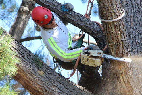 Bay Area Tree Specialists
541 W Capitol Expy #287 
San Jose CA 95136
(408) 836-9147

http://bayareatreespecialists.com/arborist-san-jose/