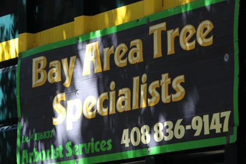 Bay Area Tree Specialists
541 W Capitol Expy #287 
San Jose CA 95136
(408) 836-9147

http://bayareatreespecialists.com/tree-care-san-jose/