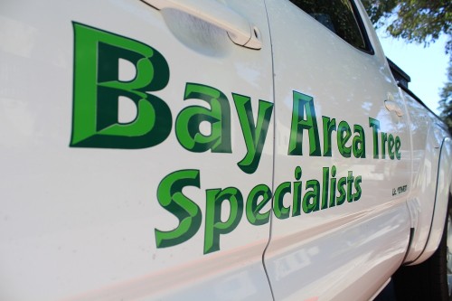 Bay Area Tree Specialists
490 S. California Ave 
Palo Alto, CA, 94036
(650) 353-5671

http://bayareatreespecialists.com/tree-service-palo-alto/