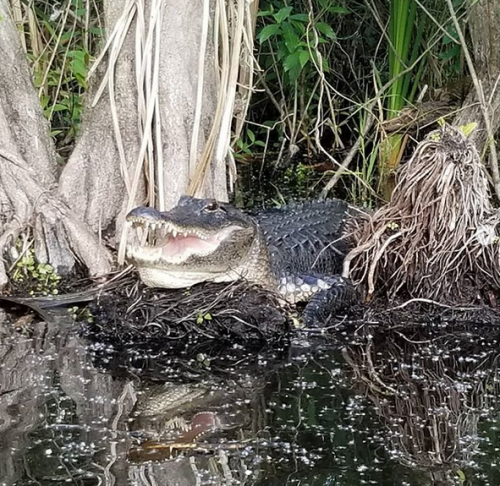 Everglades Airboat Expeditions
17696 SW 8th Street
Miami, FL 33194
(305) 382-0334

https://www.evergladesairboatexpedition.com/