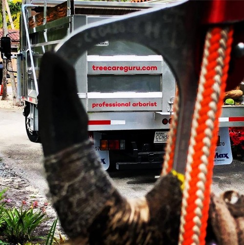 Tree-Removal-Miami-FL.jpg