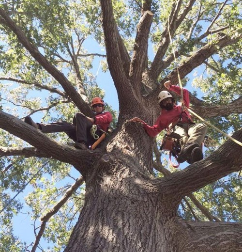 Tree-Removal-Miami.jpg