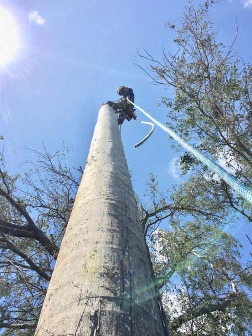 Specialized Tree Care
Miami, FL
(786) 718-2443

https://treecareguru.com/tree-service-miami/