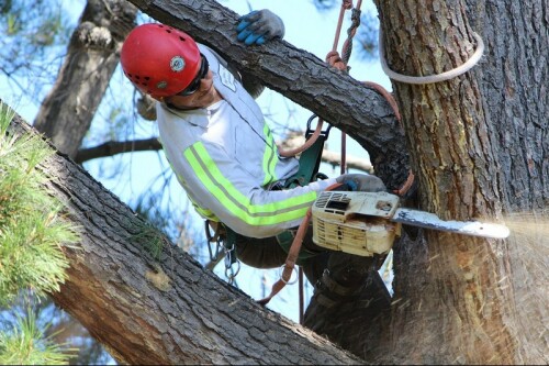 Bay Area Tree Specialists
541 W Capitol Expy #287 
San Jose CA 95136
(408) 836-9147

http://bayareatreespecialists.com/tree-removal-san-jose/