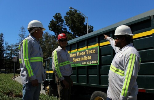 Bay Area Tree Specialists
541 W Capitol Expy #287 
San Jose CA 95136
(408) 836-9147

http://bayareatreespecialists.com/tree-pruning-san-jose/
