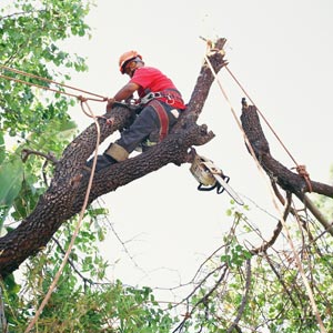 Arborists-San-Jose.jpg