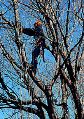 Tree-Removal-San-Jose-CA.jpg