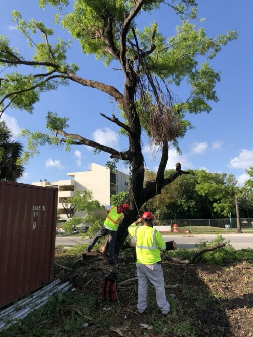 Stump-Removal-Miami-FL.jpg