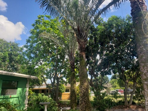 Specialized Tree Care Miami
(786) 718-2443

http://www.treecareguru.com/