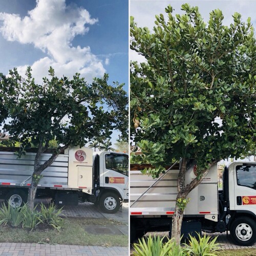 Tree-Service-Miamib0f14fe0120f5fe5.jpg