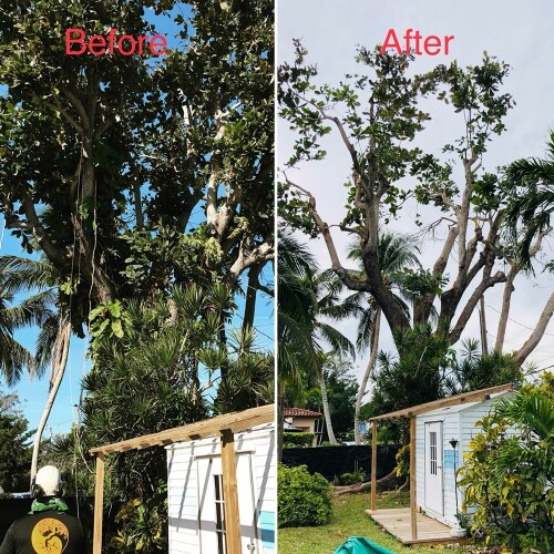 Tree-Trimming-Miami-FL4f76a4e27a80ec1c.jpg