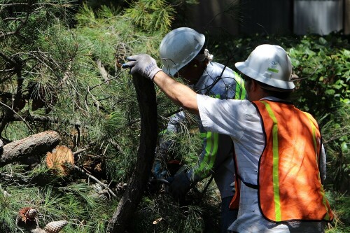 Bay Area Tree Specialists
541 W Capitol Expy #287
San Jose CA 95136
(408) 836-9147