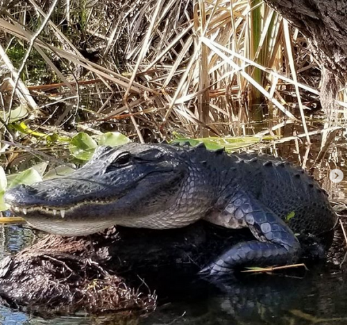 Everglades-Boat-Tours.png