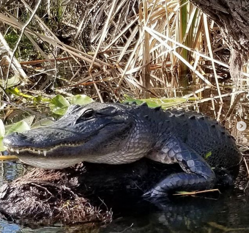 Everglades Airboat Expeditions
17696 SW 8th Street
Miami, FL 33194
(305) 382-0334
