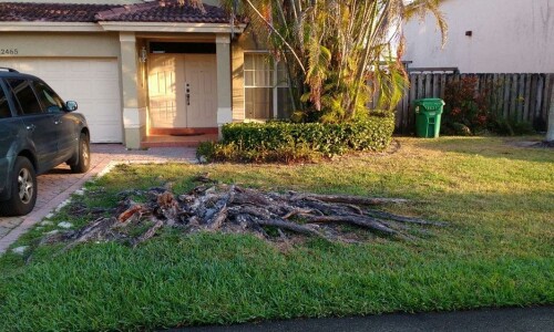 Tree-Service-Kendall.jpg