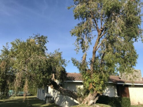 Tree-Trimming-Miami-FL.jpg