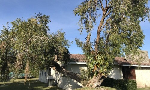 Tree-Service-Miami-FL.jpg